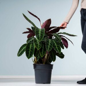 Calathea 'Warscewiczii'