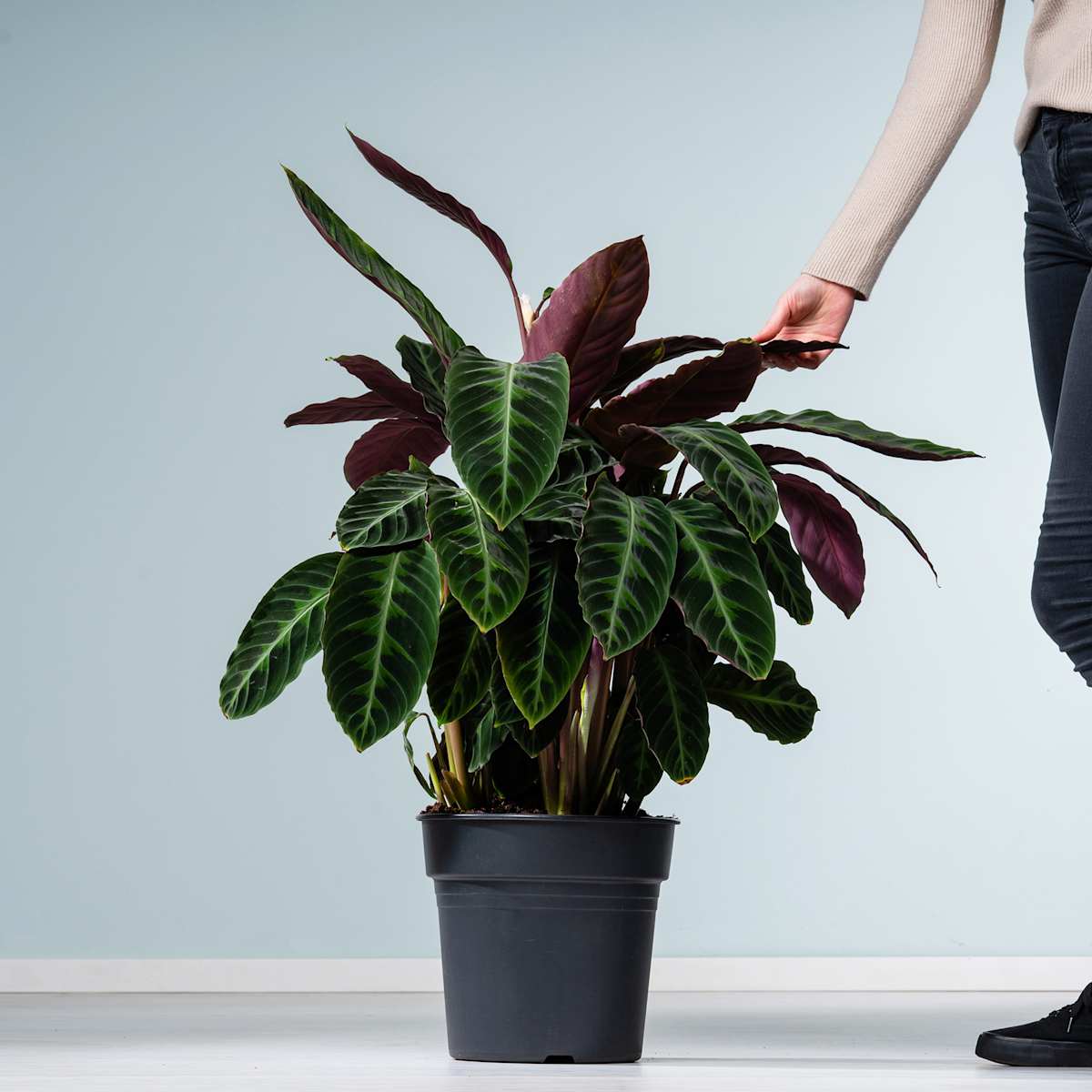 Calathea 'Warscewiczii'