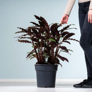 Calathea 'Wavestar'