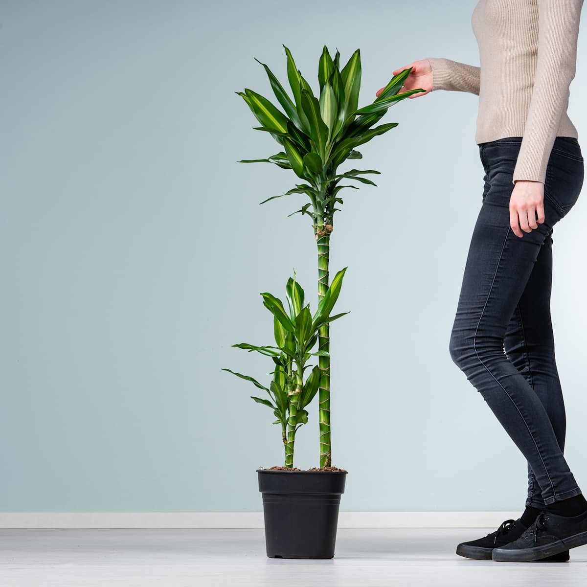 Drachenbaum 'Cintho'