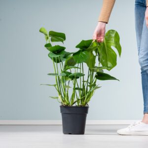 Monstera 'Deliciosa' M