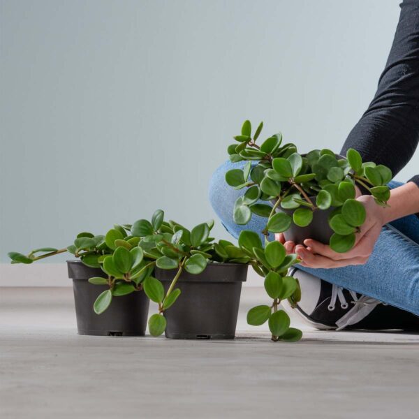 BIO Peperomia 'Hope' - 3 Stück