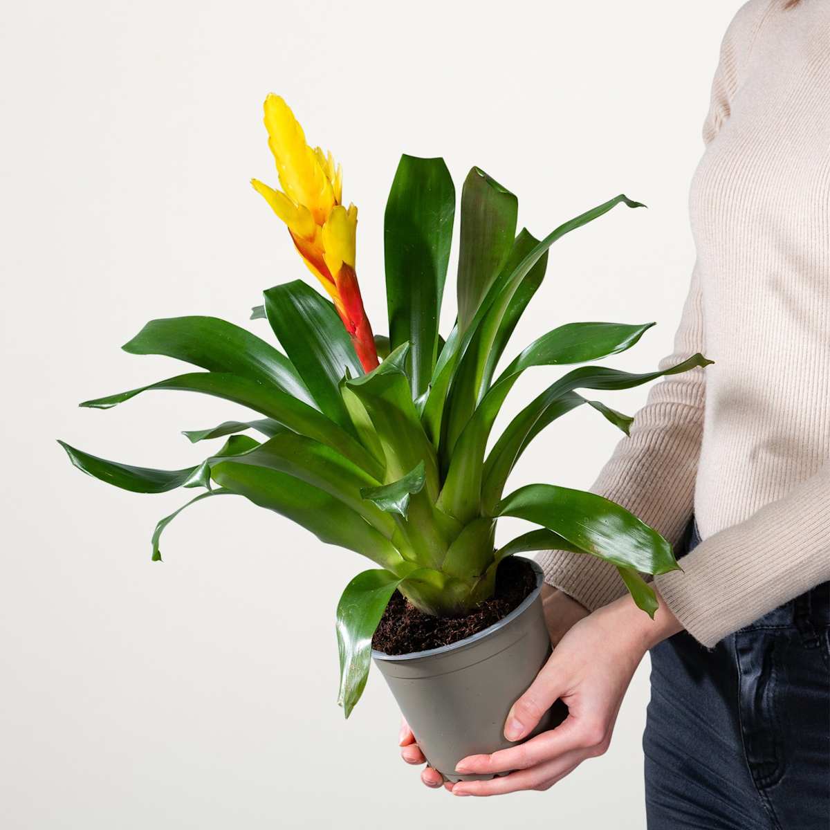 Vriesea 'Intenso Yellow'