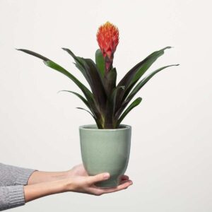 Guzmania 'Tala'