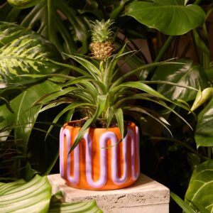 Ananaspflanze 'Mi Amigo'