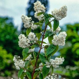 Hoher Maiblumenstrauch