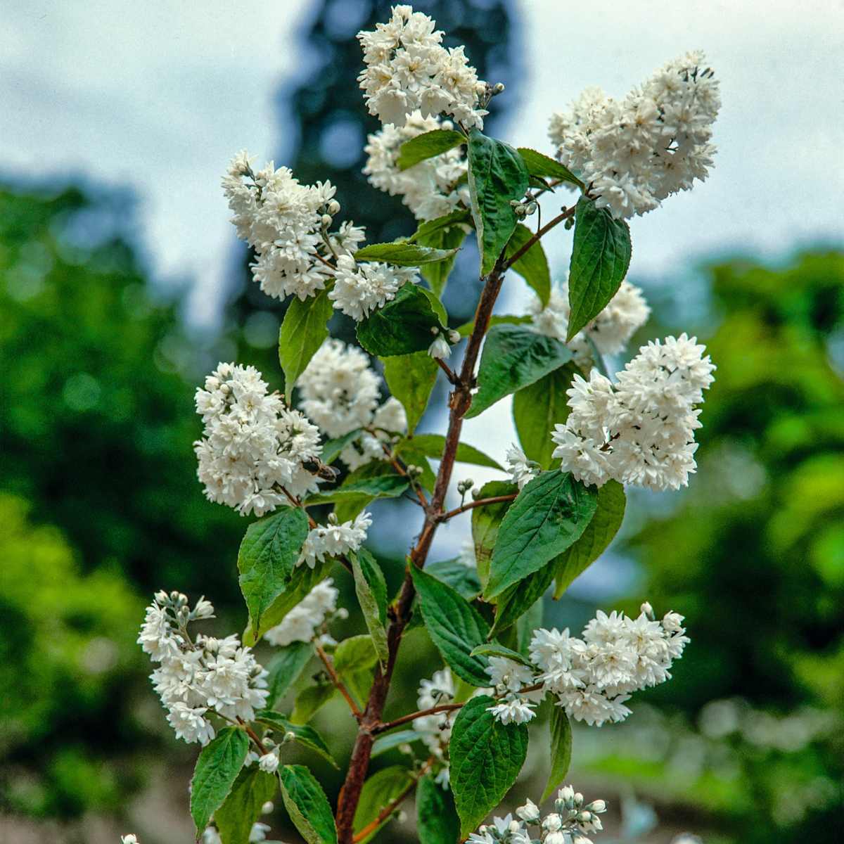 Hoher Maiblumenstrauch