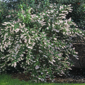 Deutzie 'Plena'