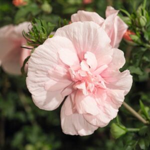 Hibiskus 'Pink Chiffon®'