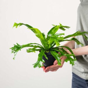 Asplenium 'Crissie'