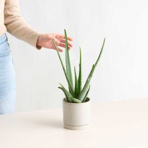 BIO Aloe 'Vera'