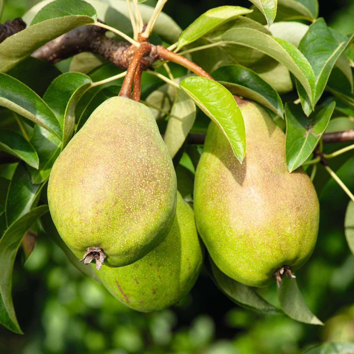 BIO Birne 'Charneux'