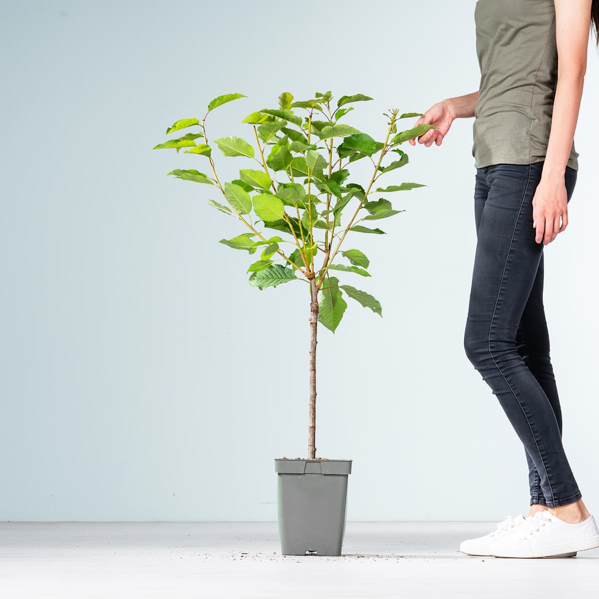 BIO Süßkirsche 'Sunburst'