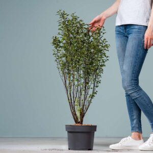 Blasenspiere 'Tiny Wine®'