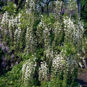 Blauregen 'Alba'