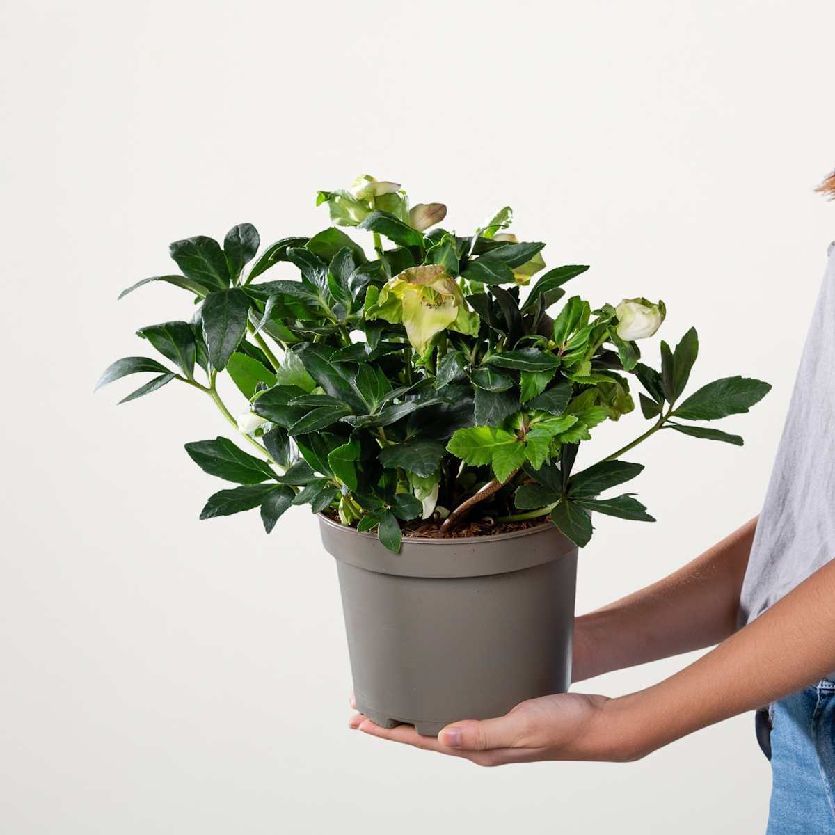 Christrose 'Wintersun'