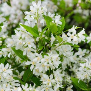 Deutzie 'Yuki Snowflake®'