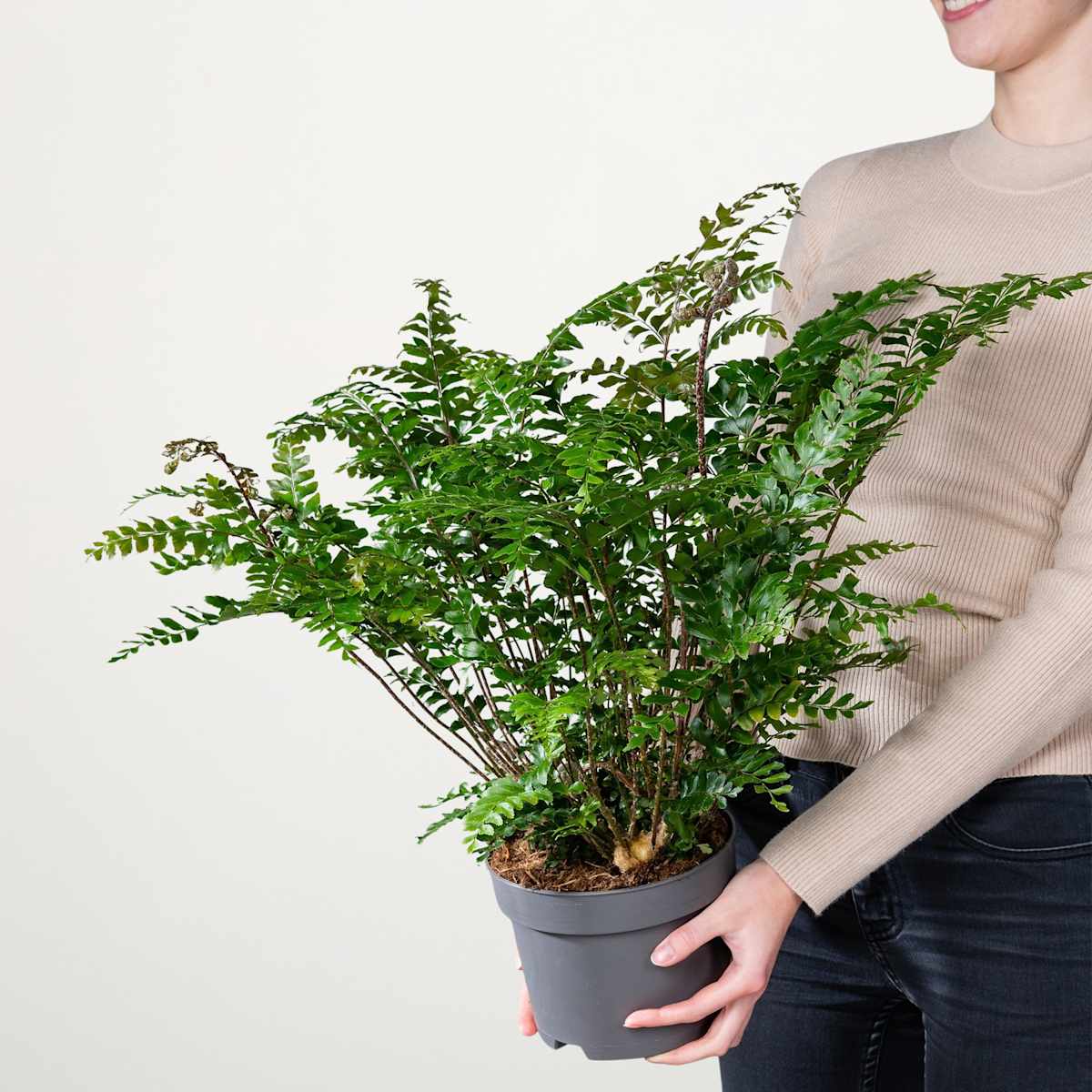 Doppelhüllenfarn 'Truncatula' M