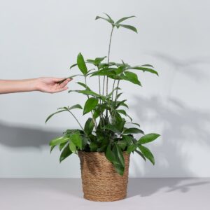 Drachenbaum 'Surculosa' L