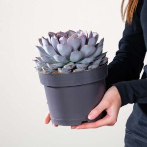 Echeveria 'Orion' M