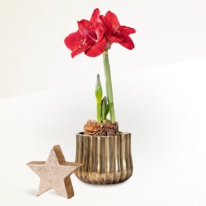 Goldschimmer mit Deko-Stern Gold