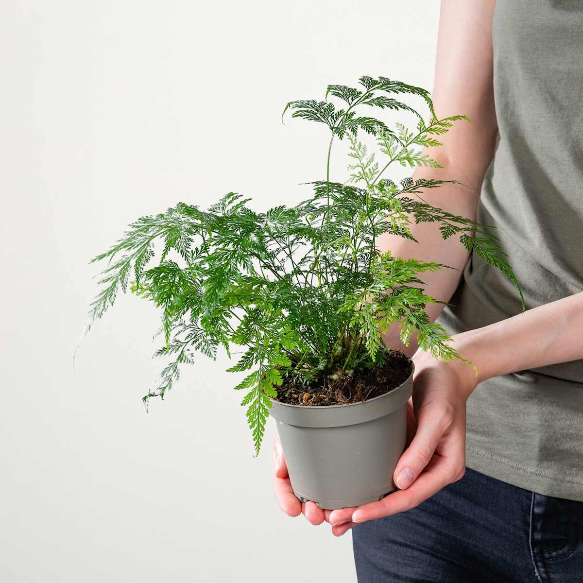 Hasenfuß-Farn 'Delicata'