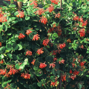 Heckenkirsche 'Dropmore Scarlet'