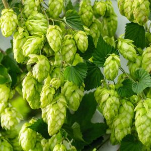 Hopfen 'Nordbrau'