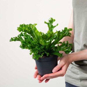 Asplenium 'X Difforme Parvati'