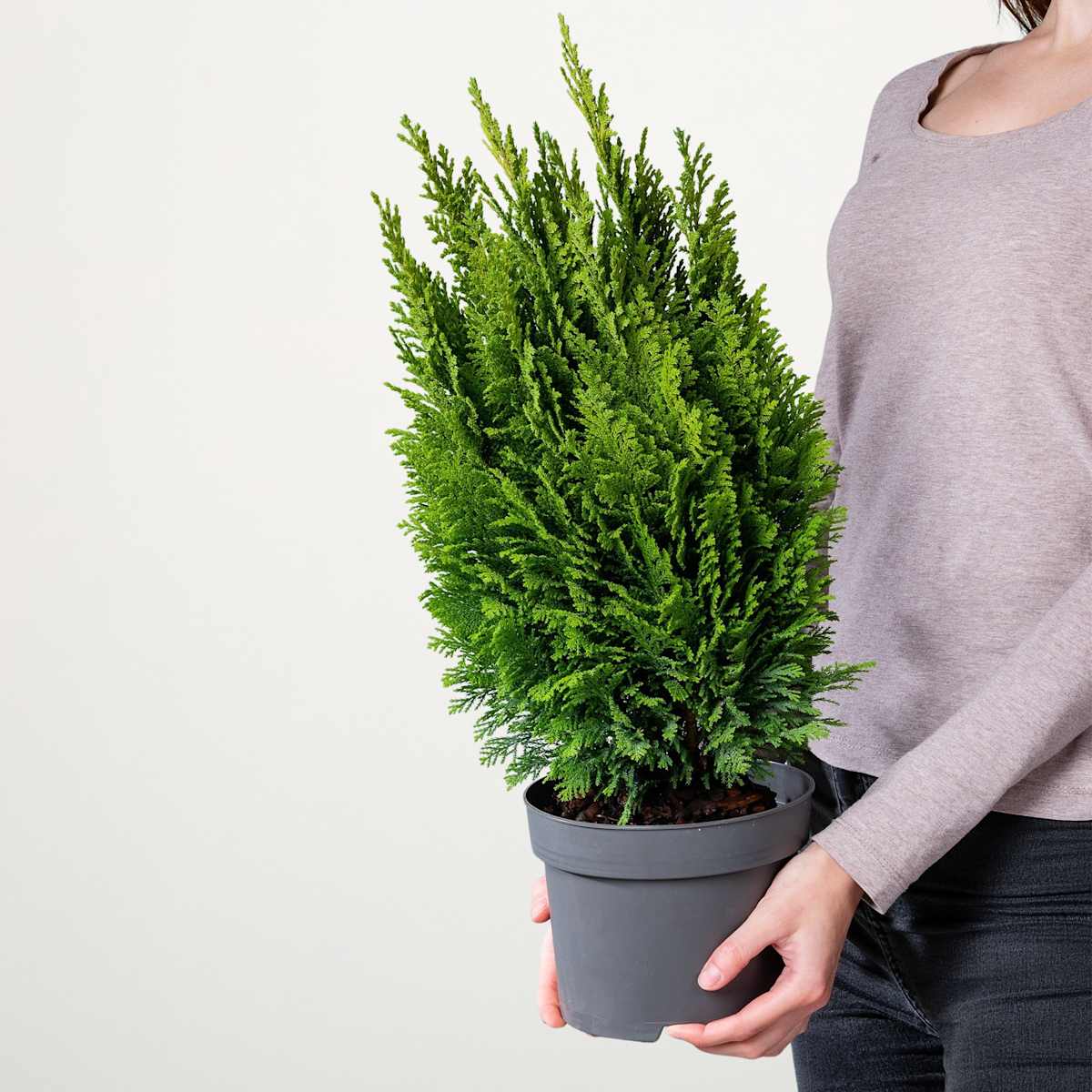 Scheinzypresse 'Ellwoodii Empire' S