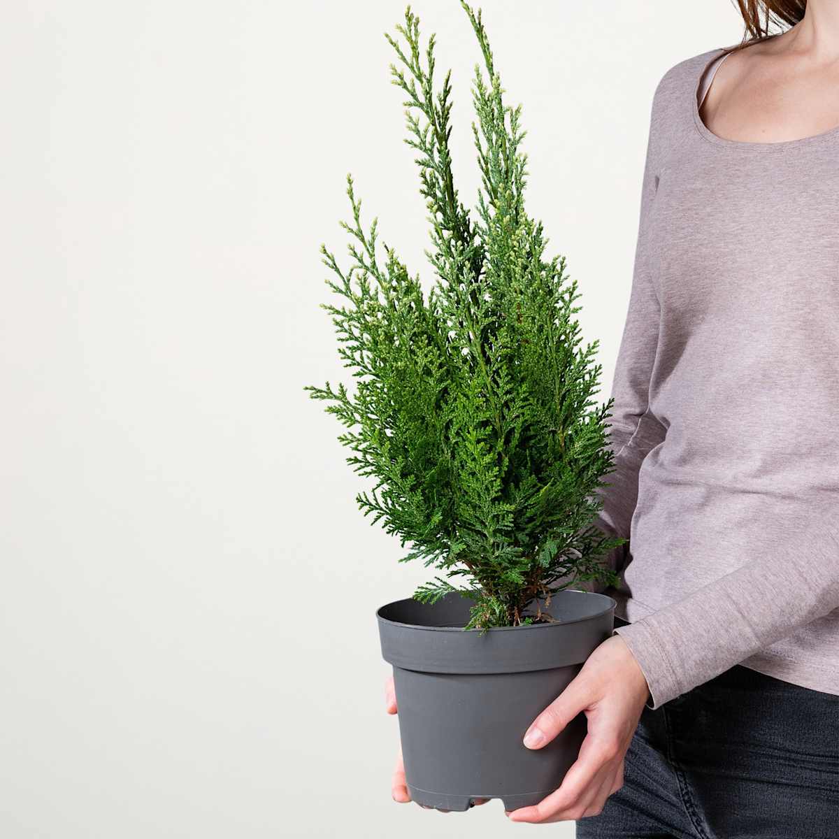 Scheinzypresse 'White Spot'