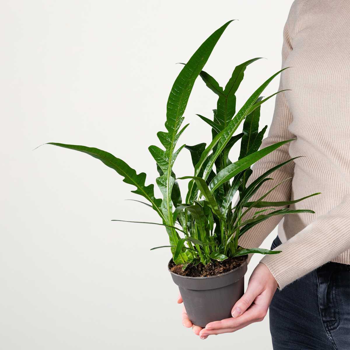 Schlangenhautfarn 'Jim'