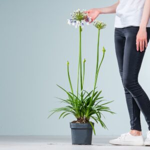 Schmucklilie 'Fireworks' M