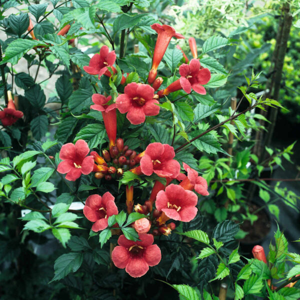 Trompetenblume 'Flamenco'