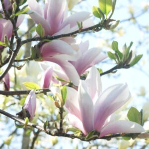 Tulpenmagnolie