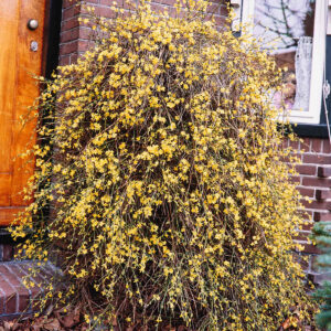 Winterjasmin