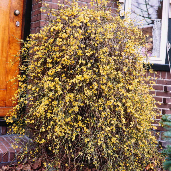 Winterjasmin