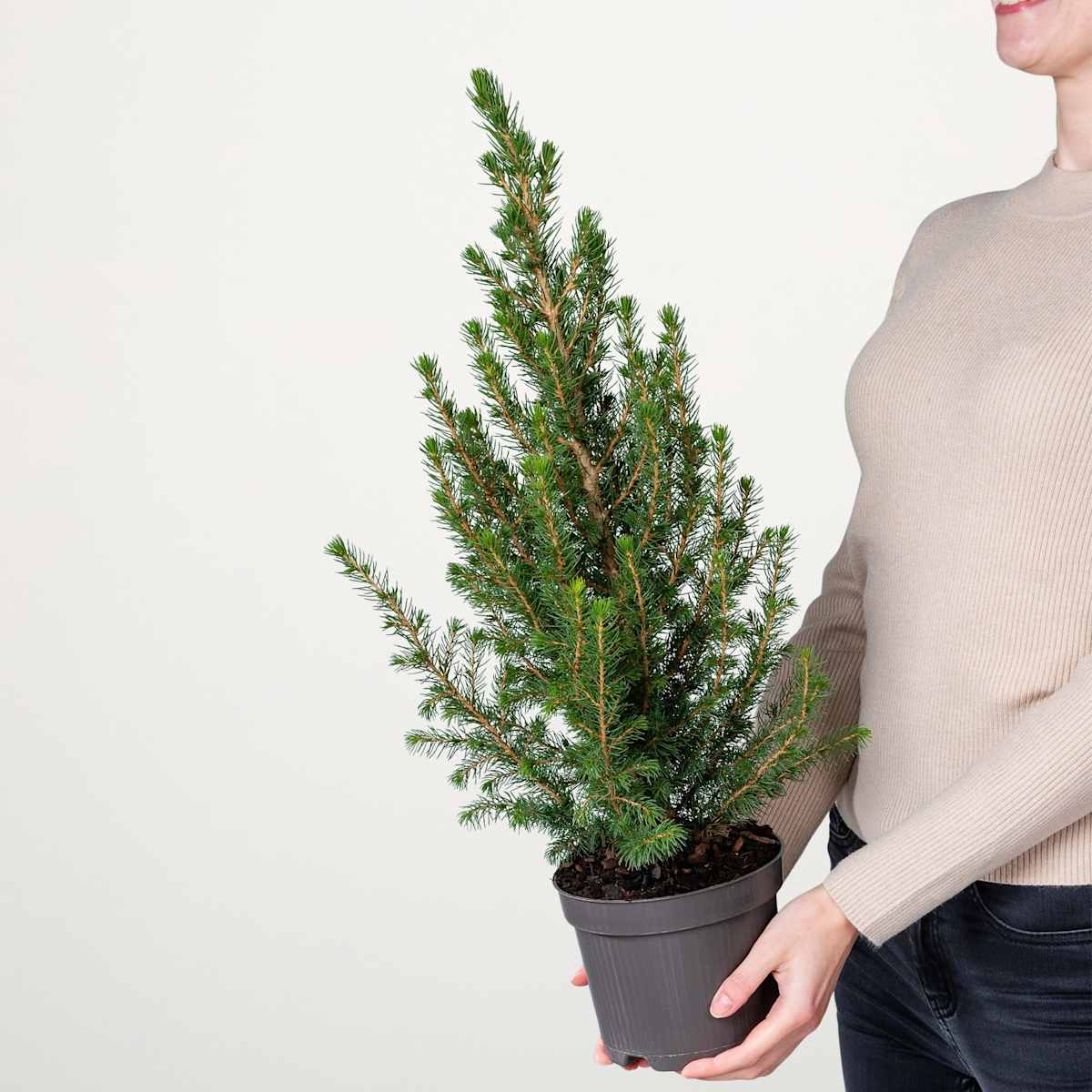 Zuckerhutfichte 'Conica' S