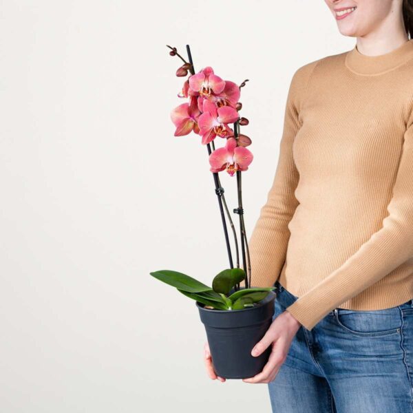 Phalaenopsis 'Dragon Heart'