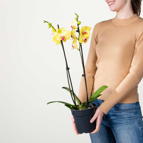 Phalaenopsis 'Miraflor'