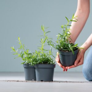 BIO Estragon - 3 Stück