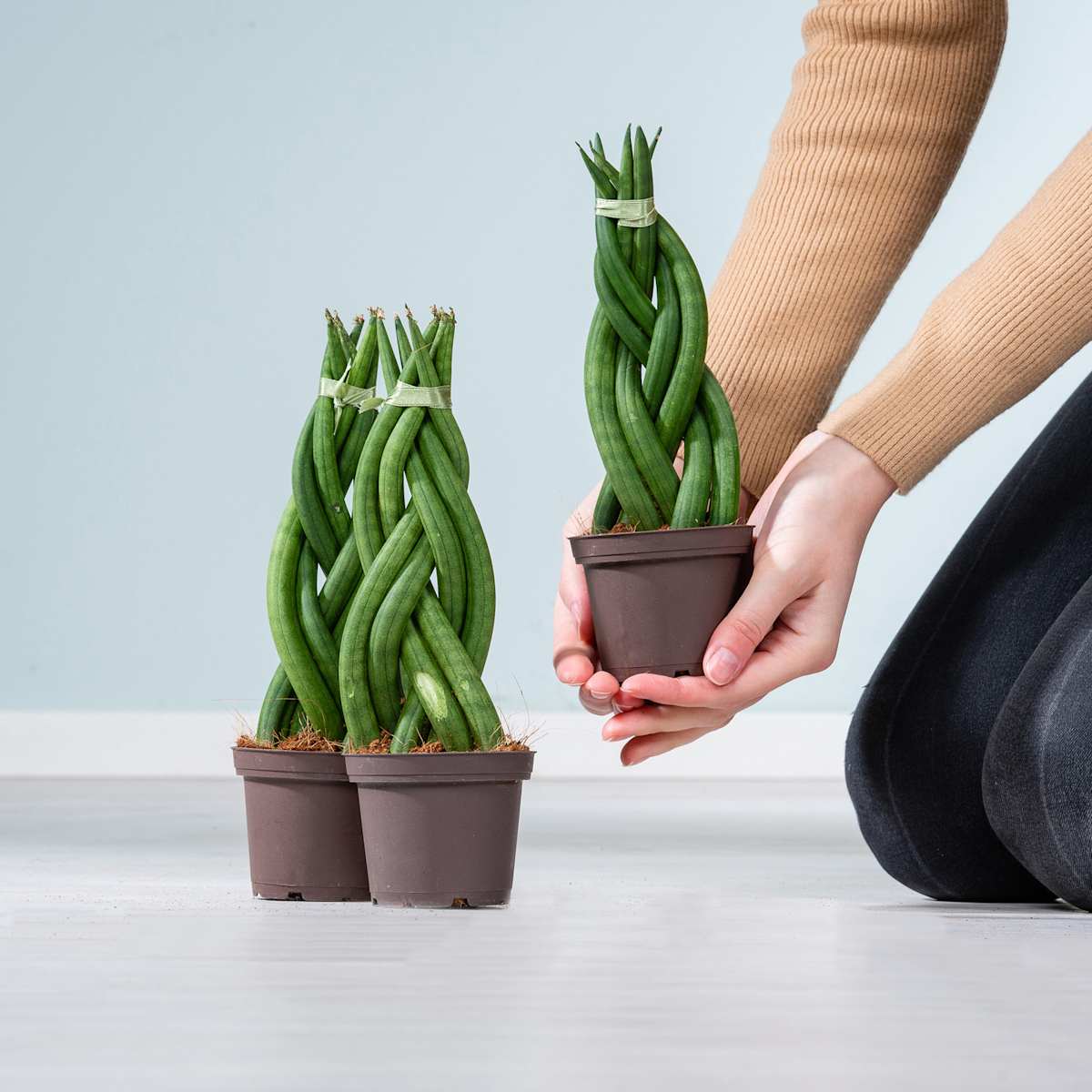 Geflochtener Bogenhanf - 3 Stück S