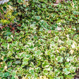 Weißbunter Efeu - 3 Stück