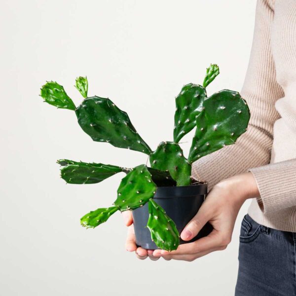 Fangblatt 'Jamaicensis'
