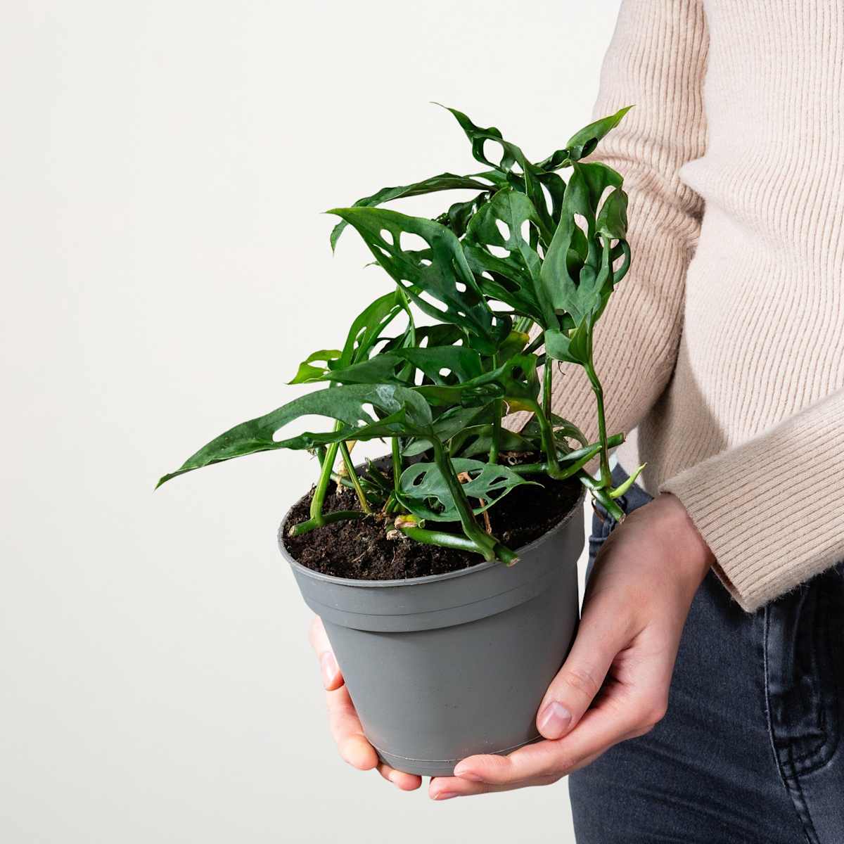 Monstera 'Acuminata'