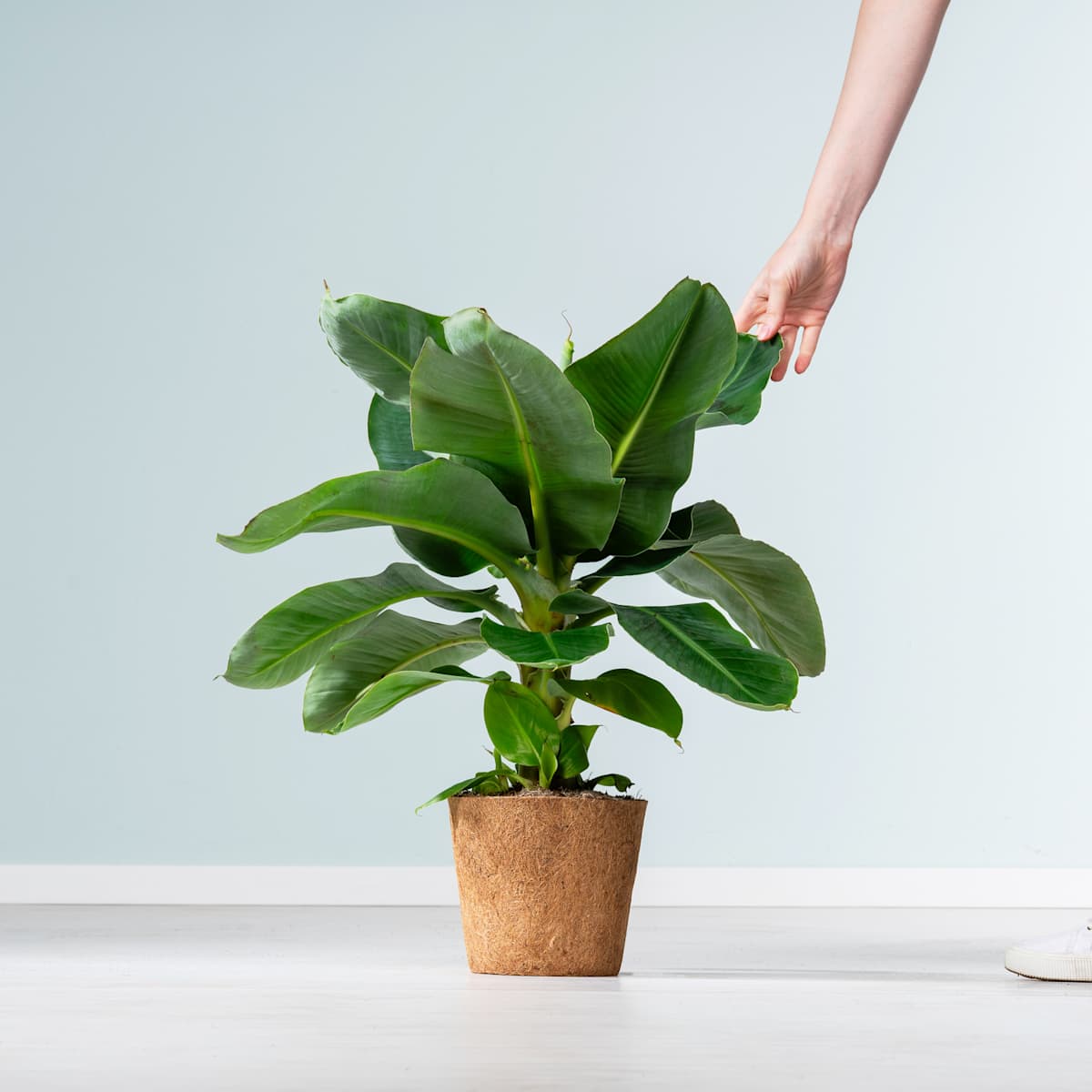 Musa 'Acuminata' - plastikfrei