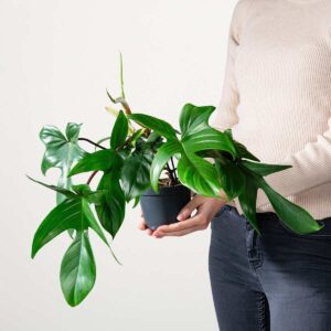 Philodendron 'Florida Green' S