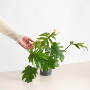 Philodendron 'Mayoi' L