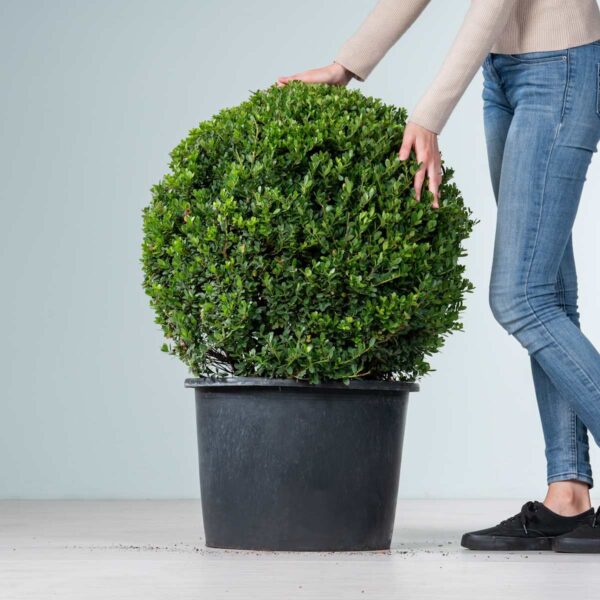 Ilex 'Dark Green®' - Kugel