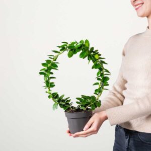 Porzellanblume 'Hoya' - Bogen